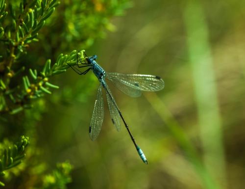 Réf. 260 717 : Lestes macrostigma